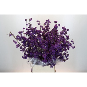 Callicarpa Bodinieri Profusion