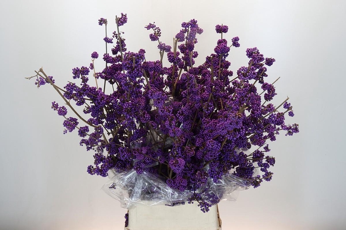 <h4>Callicarpa Bodinieri Profusion</h4>