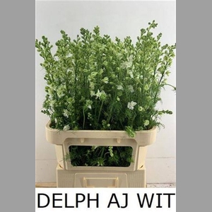Delph Aj Ov Wit
