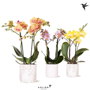 Kolibri Orchids Phalaenopsis mix 2 spike in Leaf pot mix