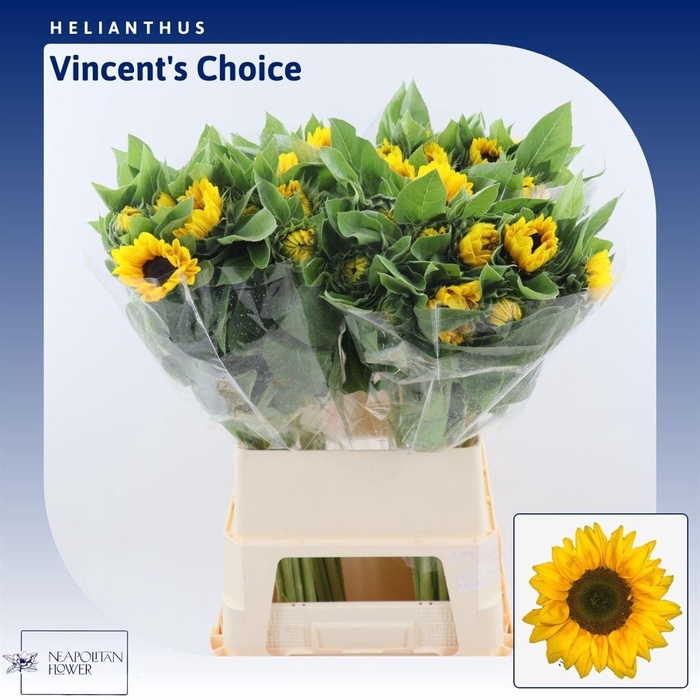 <h4>Helianthus Vincent's Choice</h4>