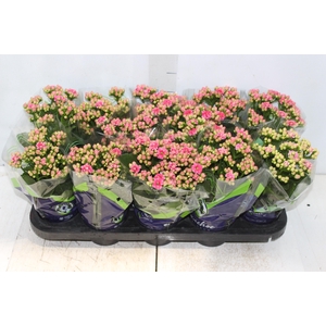 KALANCHOE DOBRADO P11 PINK