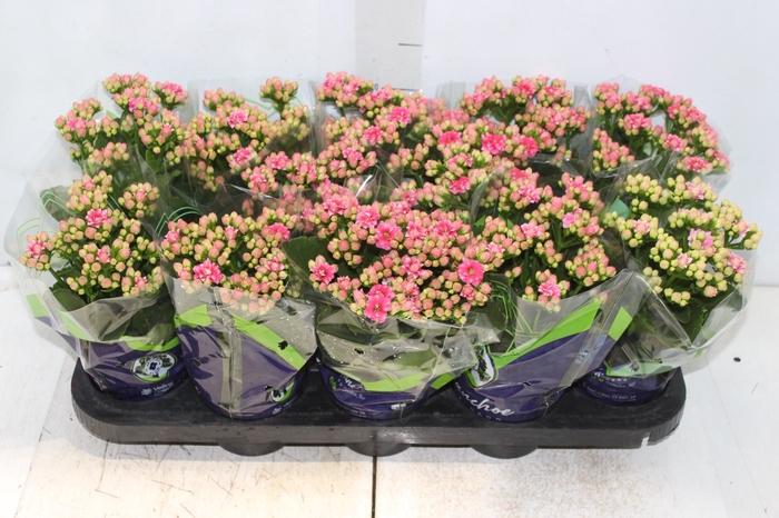 <h4>KALANCHOE DOBRADO P11 PINK</h4>