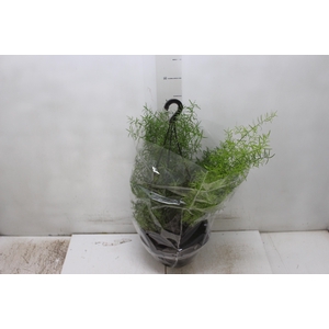 ASPARGO ALFINETE C21