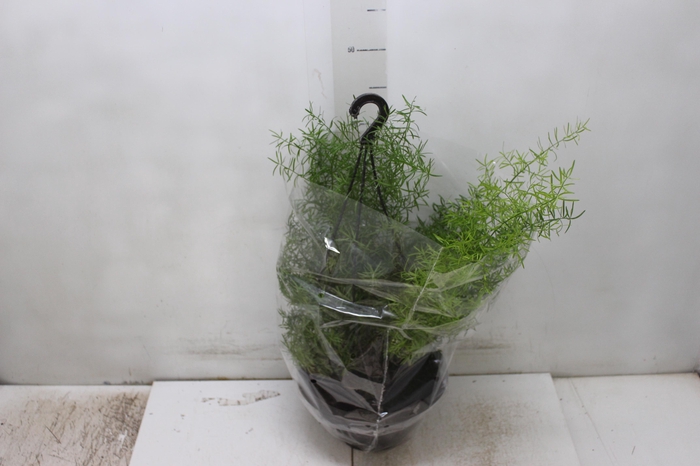 <h4>ASPARGO ALFINETE C21</h4>