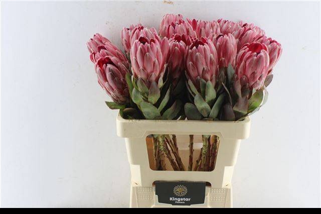 <h4>PROTEA OV PER STUK</h4>