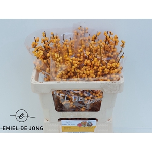 ILEX VE GOLD VERBOOM