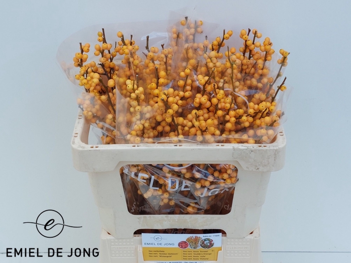 <h4>ILEX VE GOLD VERBOOM</h4>