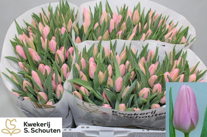 <h4>TU EN MATCHMAKER</h4>