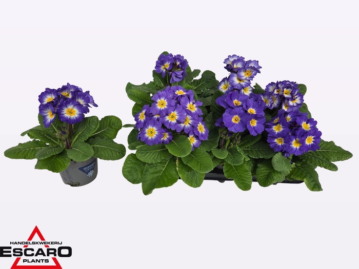 <h4>PRIM ELATIOR</h4>