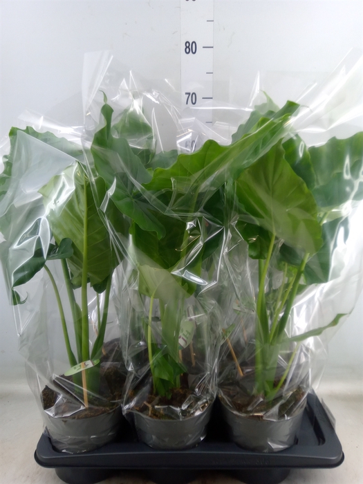 <h4>Alocasia gageana</h4>