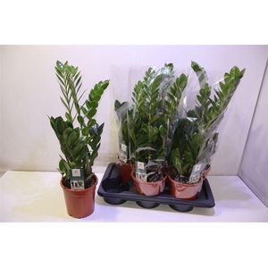 arr8 Zamioculcas Zamiifol