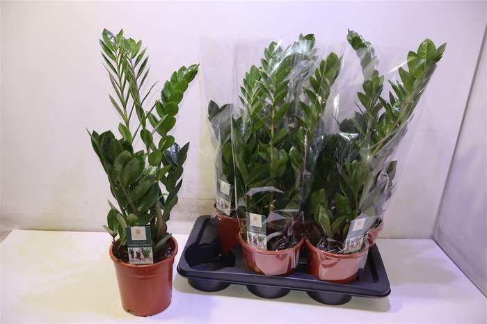 <h4>arr8 Zamioculcas Zamiifol</h4>