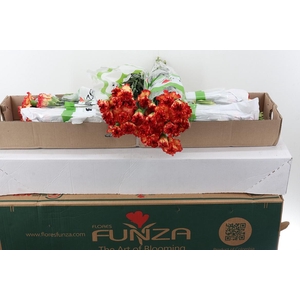 Di St Zenit Box