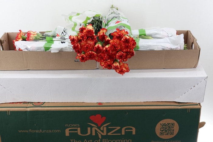 <h4>Di St Zenit Box</h4>