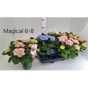 HYDR M MAG REVOLUTIO