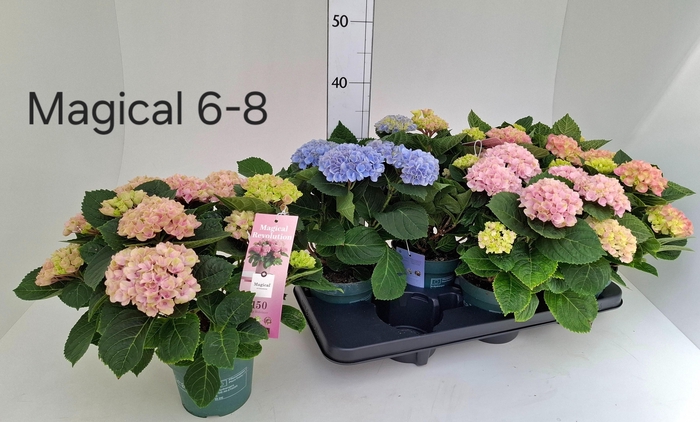 <h4>HYDR M MAG REVOLUTIO</h4>