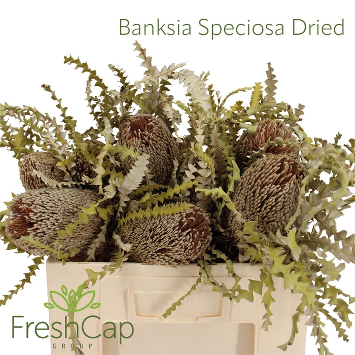 <h4>Banksia Speciosa Dried</h4>
