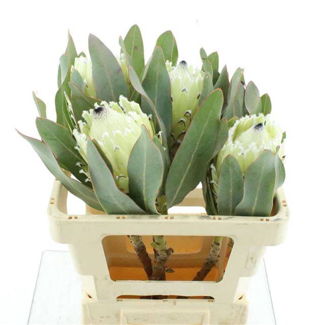 <h4>PROTEA WHITE PRIDE</h4>