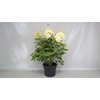 Hydrangea pan. 'Limelight'