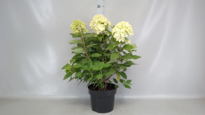 Hydrangea pan. 'Limelight'