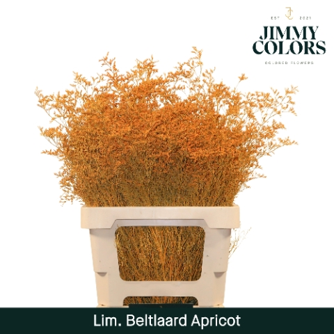 Lim Bel L70 apricot