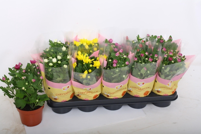 <h4>CHRYS GEVULDBL GEM</h4>