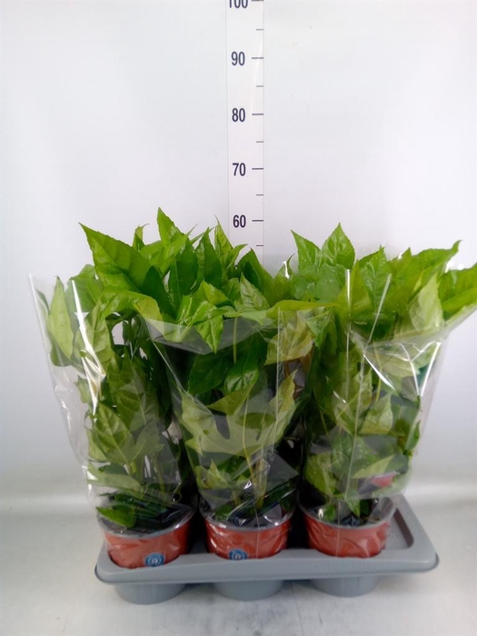 <h4>Fatsia japonica ...</h4>