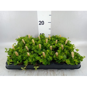 Peperomia rotundifolia