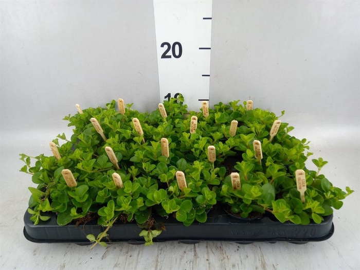 <h4>Peperomia rotundifolia</h4>