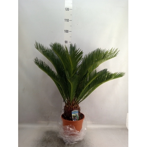 Cycas revoluta