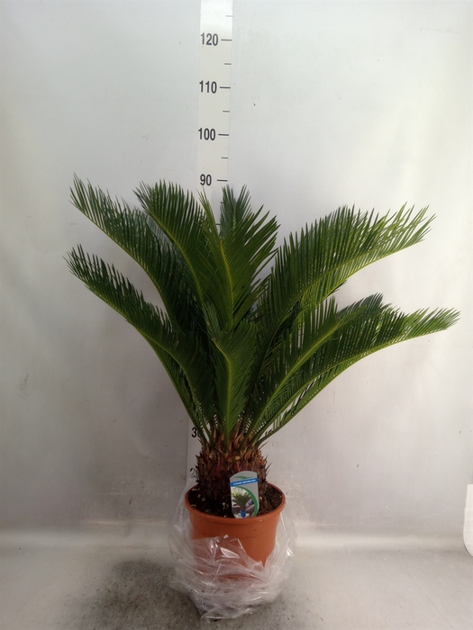 Cycas revoluta