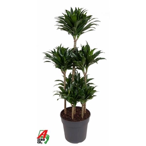 Dracaena fra Compacta Grp 'Compacta'