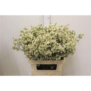 CHAMELAUCIUM  'IVORY PEARL'