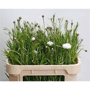 Centauria White
