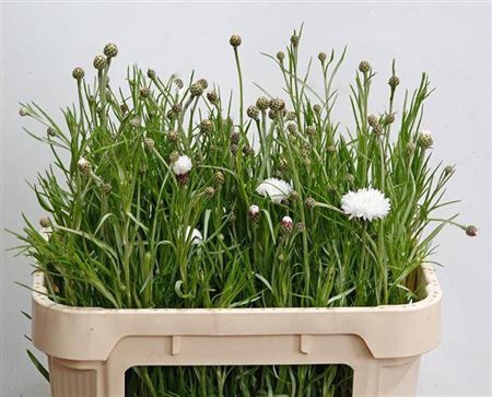 <h4>Centauria White</h4>