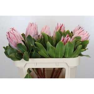 Protea Cynaroides