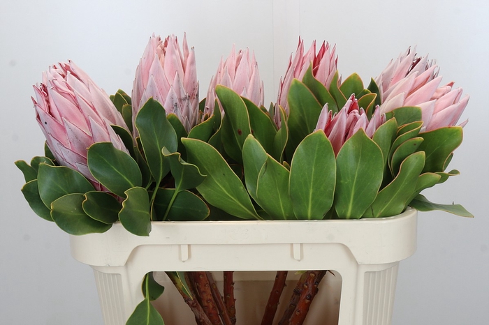 Protea Cynaroides