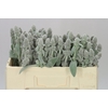Stachys Silver