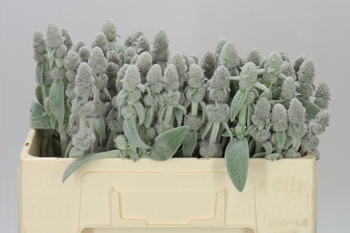 <h4>Stachys Silver</h4>