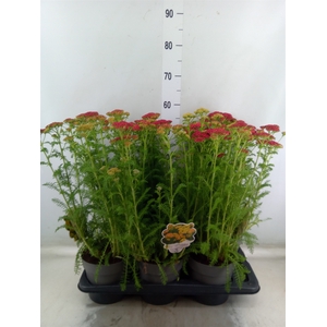 Achillea millef.