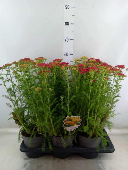 <h4>Achillea millef.</h4>