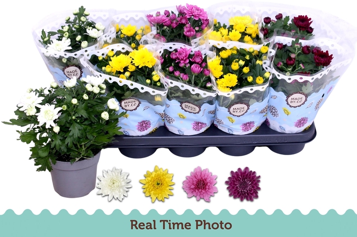 <h4>CHRYS GEVULDBL GEM</h4>