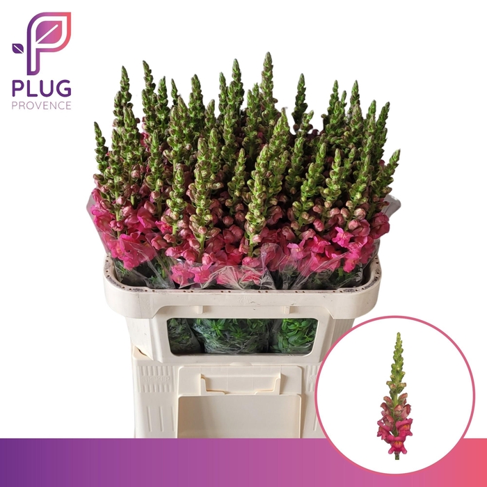 <h4>ANTIR POTO CHER ROSE</h4>