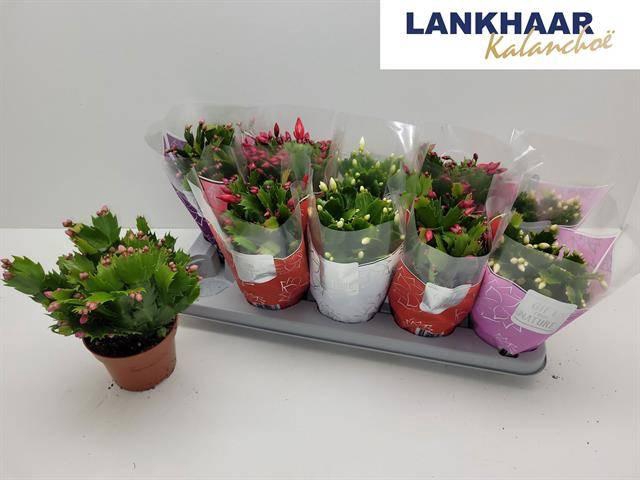 <h4>SCHLUMB FLAME GEM</h4>