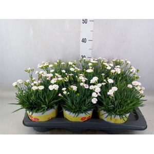 Dianthus allw. 'Lucky Lips Lisa'