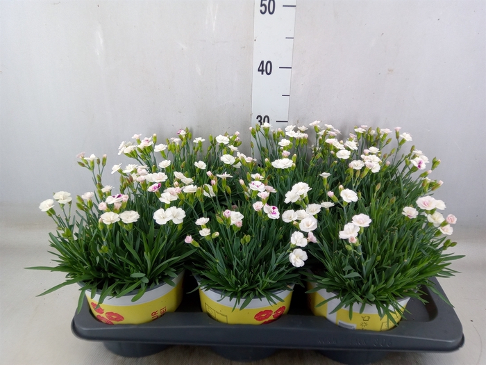 <h4>Dianthus allw. 'Lucky Lips Lisa'</h4>
