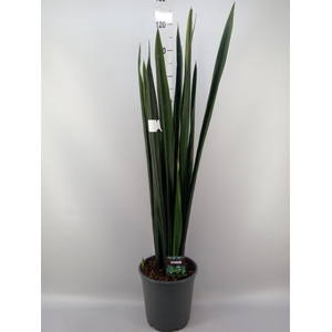 Sansevieria   ...
