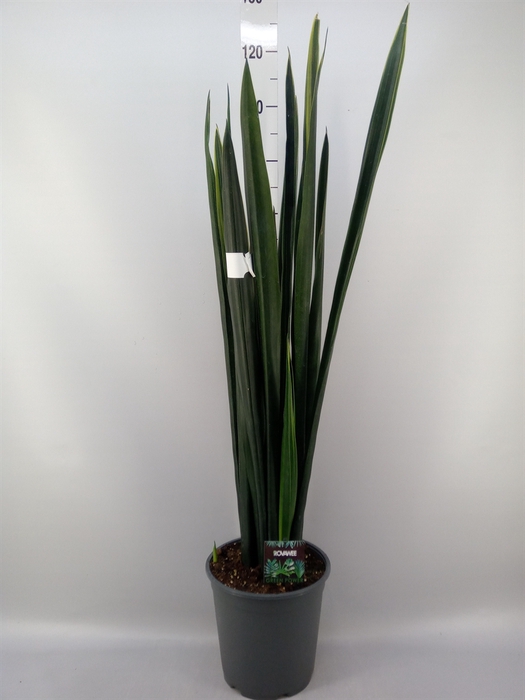 <h4>Sansevieria   ...</h4>