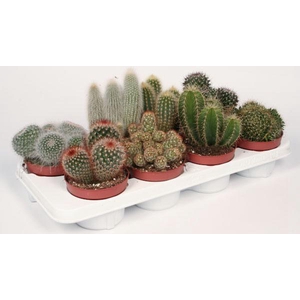 CACTUS GEM